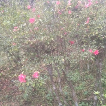 野生大树映山红，杜鹃花