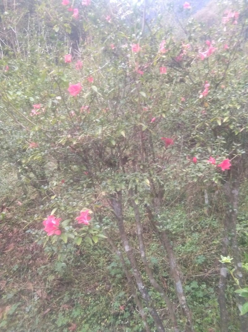 野生大树映山红，杜鹃花