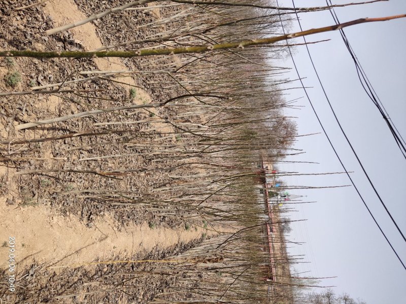 山西核桃苗各种品种核桃苗占地核桃苗便宜出售