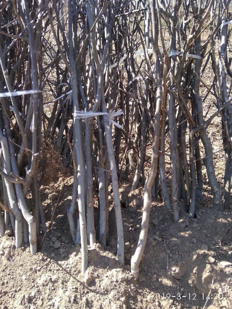 山西核桃苗各种品种核桃苗占地核桃苗便宜出售