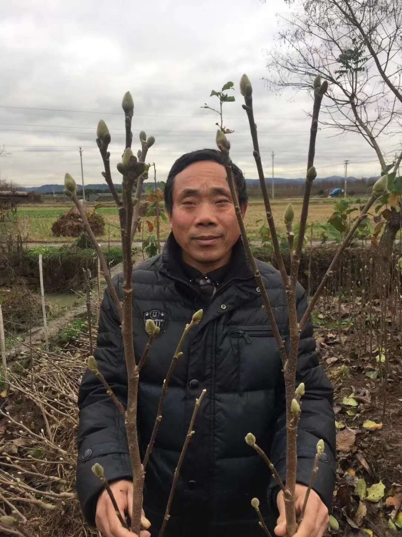 玉兰基地供应白玉兰，紫玉兰，红玉兰1—25公分