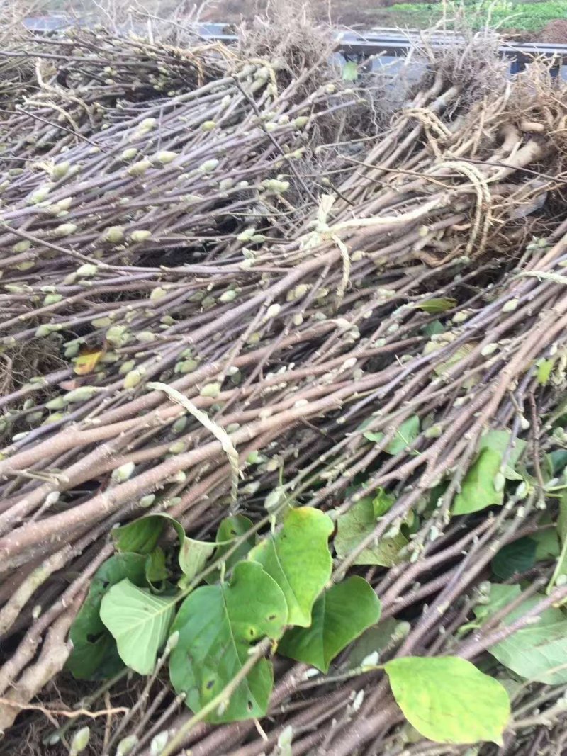 玉兰基地供应白玉兰，紫玉兰，红玉兰1—25公分