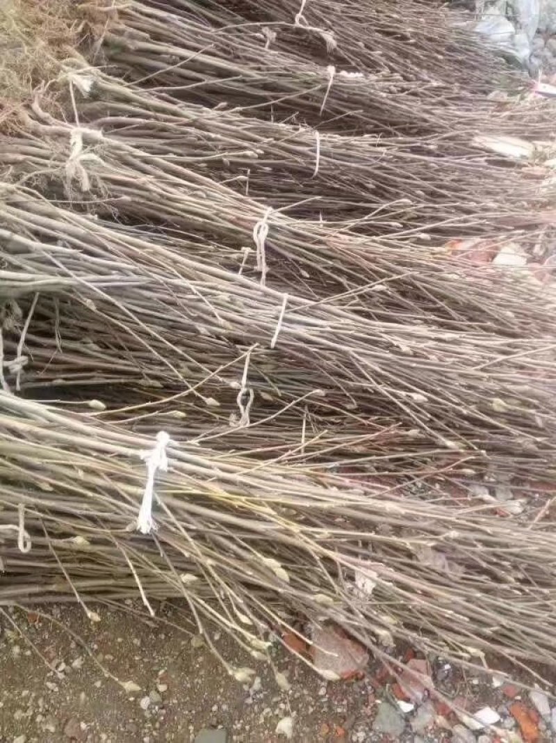 玉兰基地供应白玉兰，紫玉兰，红玉兰1—25公分