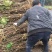 玉兰基地供应白玉兰，紫玉兰，红玉兰1—25公分