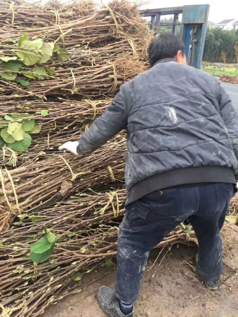 玉兰基地供应白玉兰，紫玉兰，红玉兰1—25公分