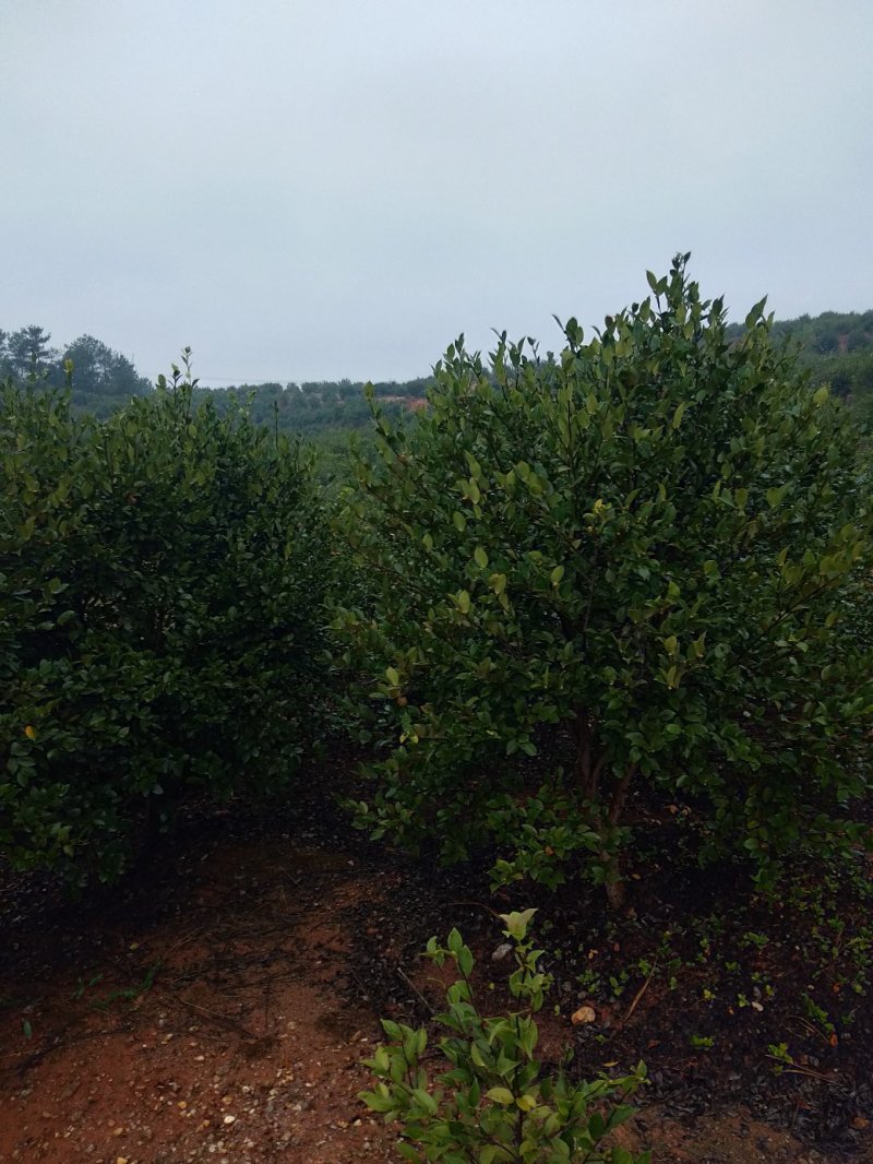 老树，野生山茶籽，油汁好，出油率高，各位老板前来合作共赢