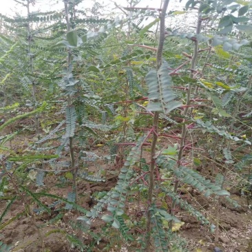 皂角苗1米皂角苗山西皂角苗皂角苗价格