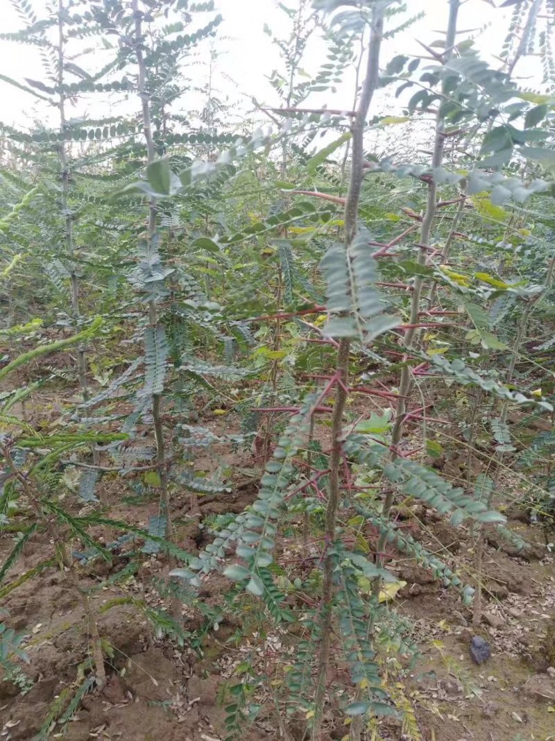 皂角苗1米皂角苗山西皂角苗皂角苗价格