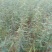 皂角苗1米皂角苗山西皂角苗皂角苗价格