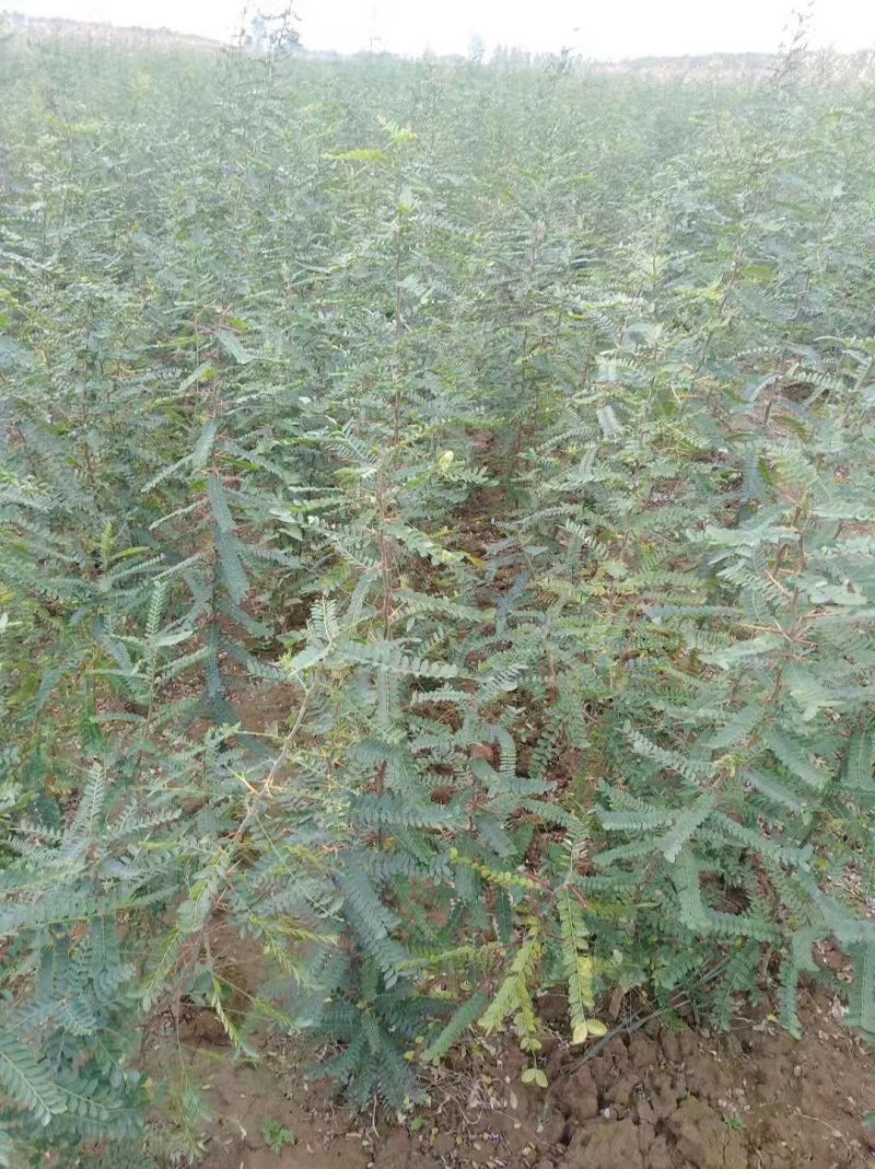 皂角苗1米皂角苗山西皂角苗皂角苗价格