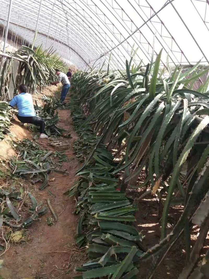 【火龙果苗】火龙果苗自家种植量大从优欢迎咨询