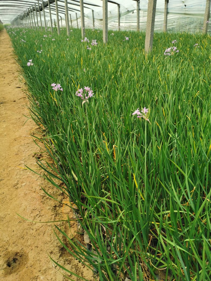 紫娇花基地直供质优价廉欢迎选购