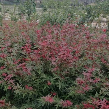 红枫，日本红枫红舞季，各种盆景，大小苗，山东省日照市莒县