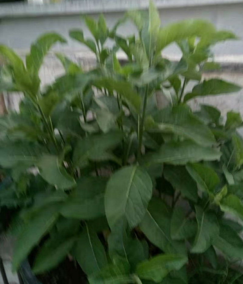 正宗马来西亚南非叶树苗干叶茶将军叶，自然晒干