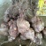 荷首乌（干片）自种，九蒸十晒