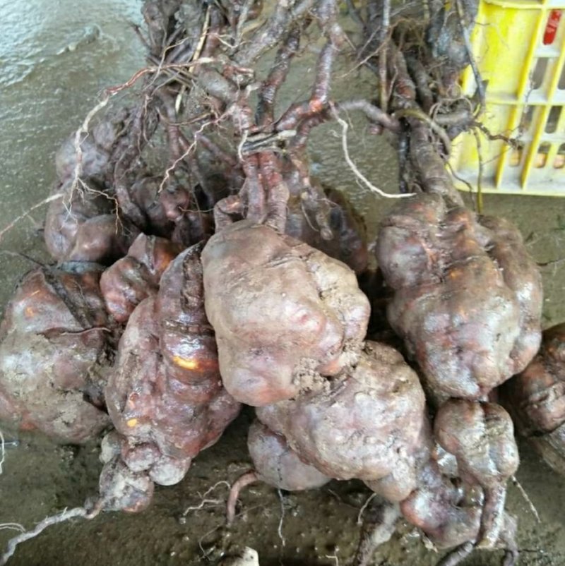 荷首乌（干片）自种，九蒸十晒