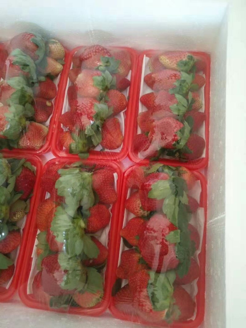 鲜草莓