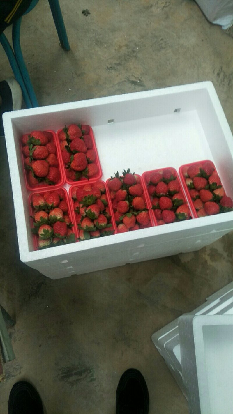 鲜草莓