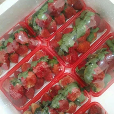 鲜草莓
