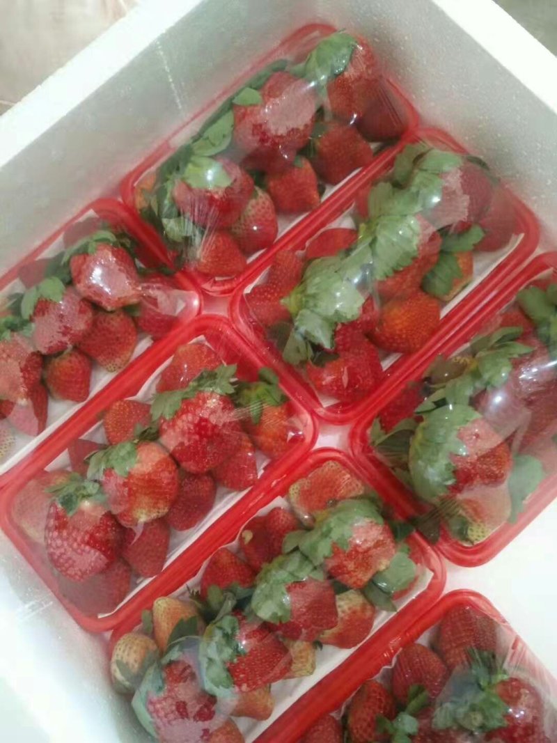 鲜草莓
