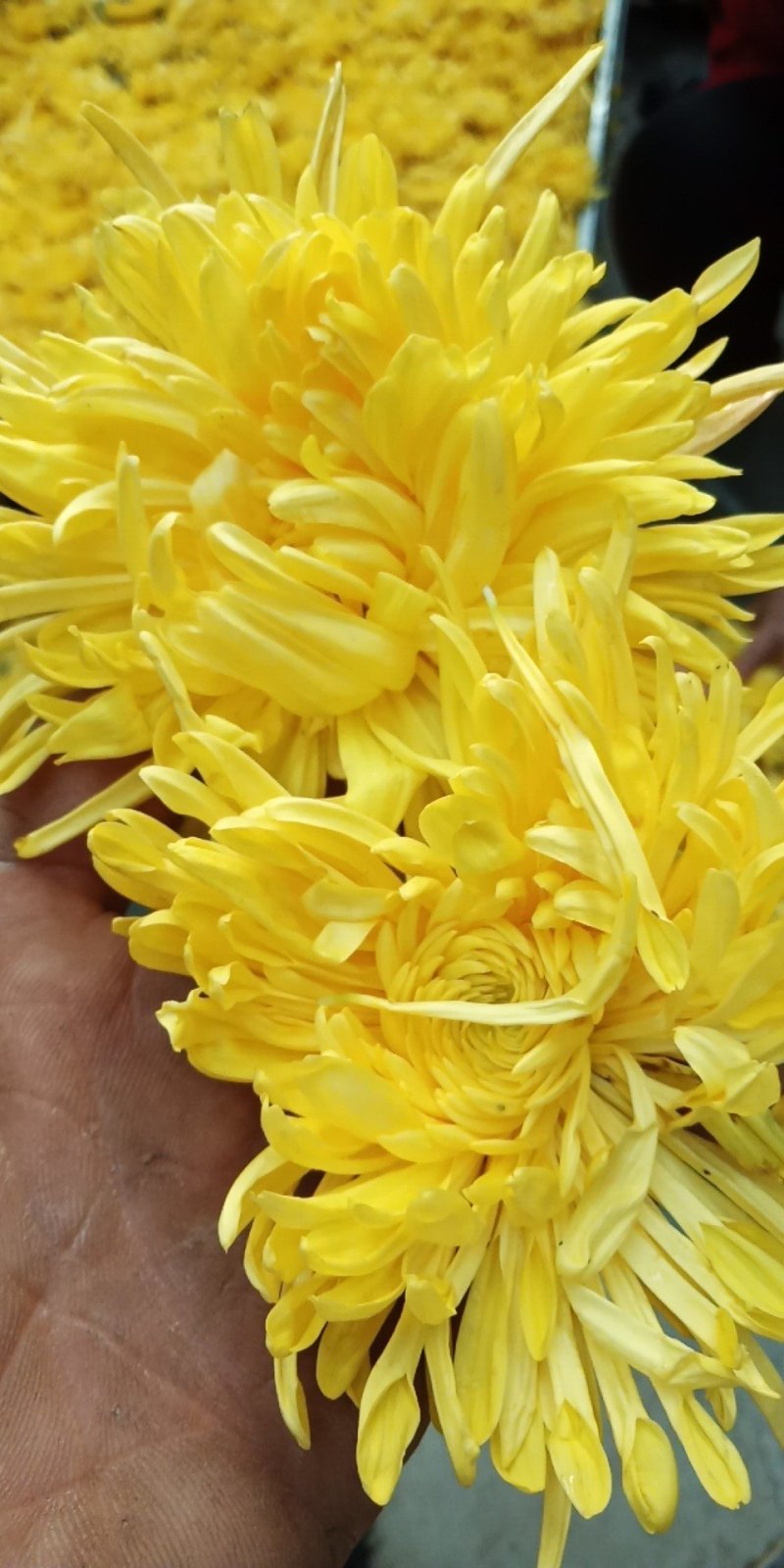 金丝黄菊鲜花大量收购