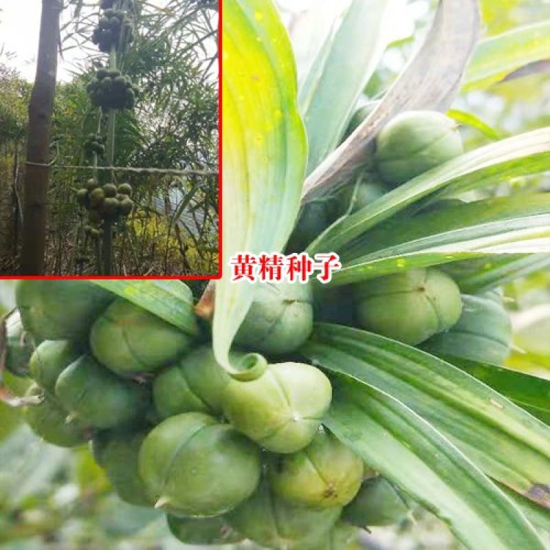黄精种子（云南滇红花）欢迎实地考察和预订推林下种植
