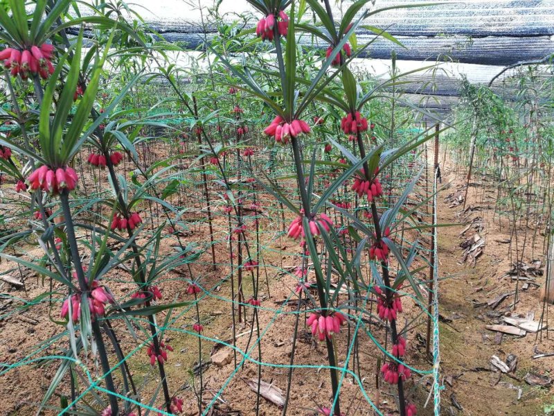 黄精种子（云南滇红花）欢迎实地考察和预订推林下种植