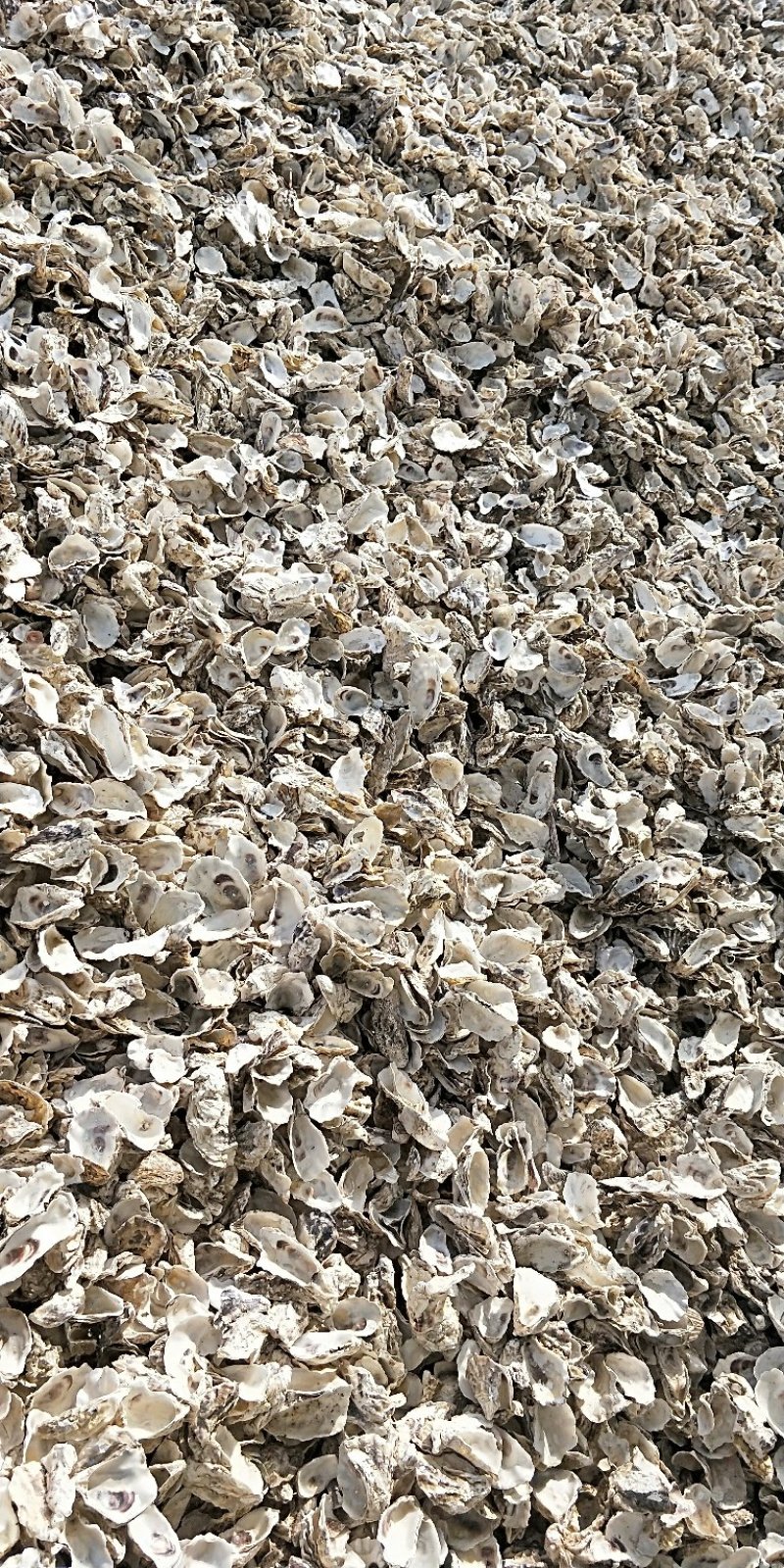 水洗牡蛎壳
