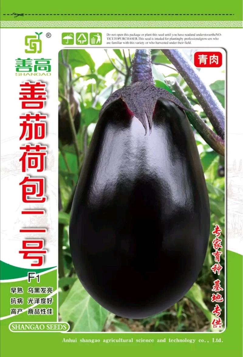 【善茄荷包二号】杂交茄子种子极亮极早紫黑大果绿肉
