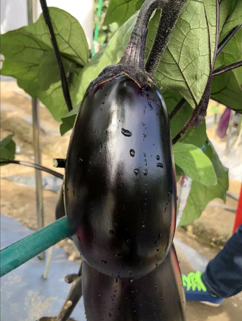 【善茄荷包二号】杂交茄子种子极亮极早紫黑大果绿肉