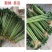 【包邮】罗汉竹，龙竹