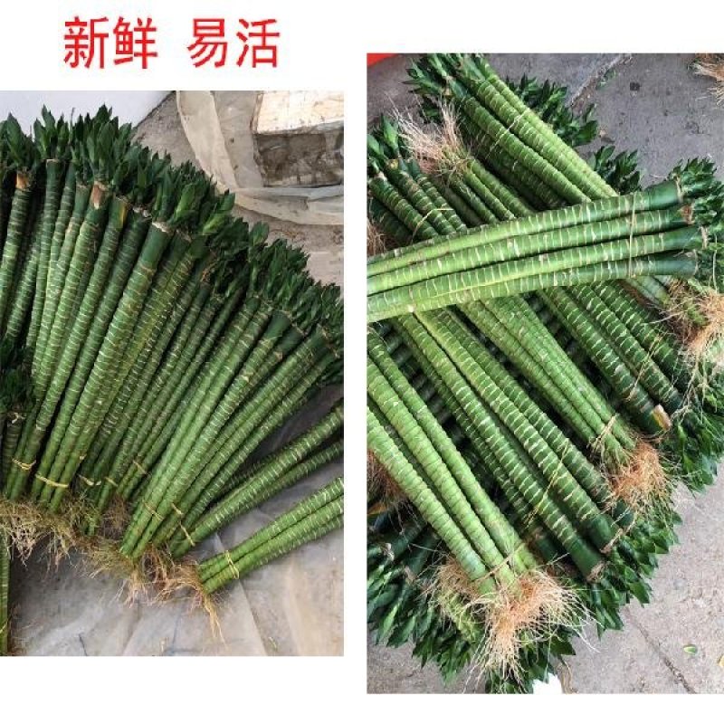 【包邮】罗汉竹，龙竹