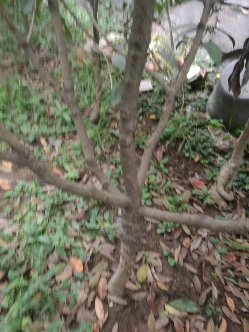 桂花，大小规格，品种多多，欢迎选购