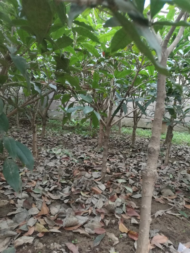 桂花，大小规格，品种多多，欢迎选购
