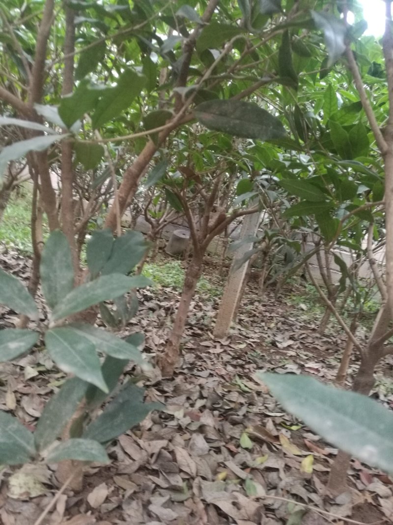 桂花，大小规格，品种多多，欢迎选购
