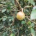 油茶籽山茶油茶子茶果油茶果2021霜降籽大量批发