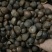 油茶籽山茶油茶子茶果油茶果2021霜降籽大量批发