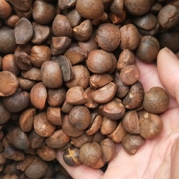 油茶籽山茶油茶子茶果油茶果2021霜降籽大量批发