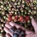 油茶籽山茶油茶子茶果油茶果2021霜降籽大量批发