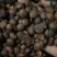 油茶籽山茶油茶子茶果油茶果2021霜降籽大量批发