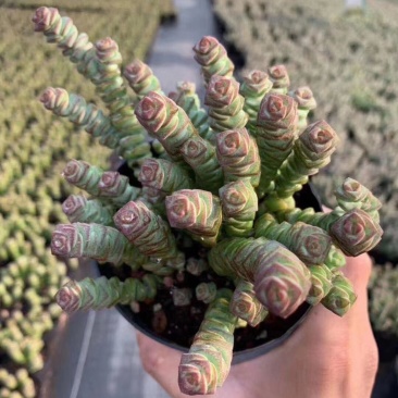 小米星多肉
