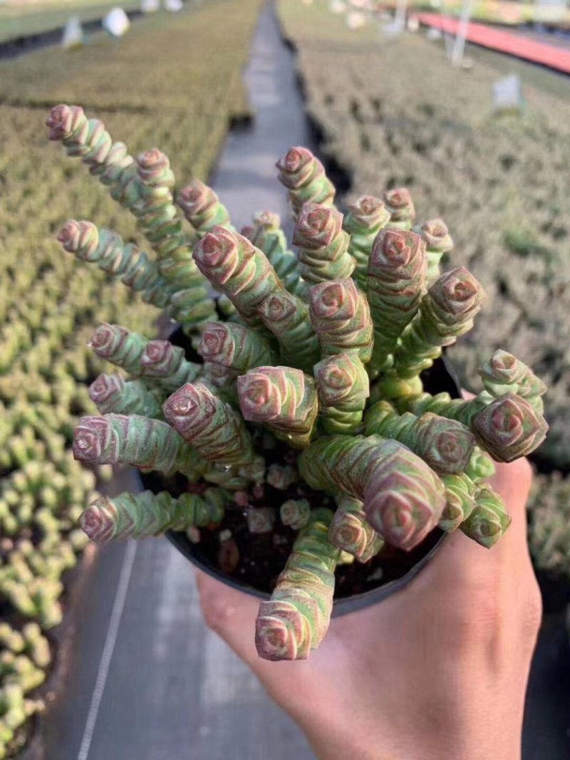 小米星多肉
