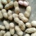 干花生花生种子花育25做种子做吵货精品手选果