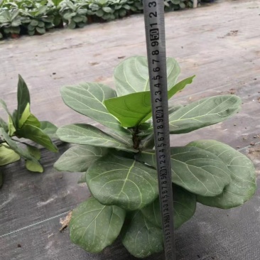 琴叶榕芭比榕