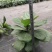 琴叶榕芭比榕