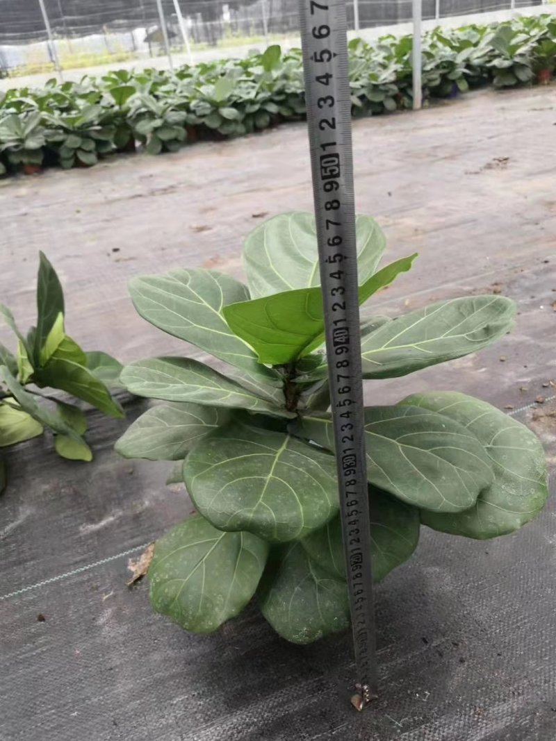 琴叶榕芭比榕