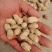 鲜花生、小白沙,鲁花、大量供应,质量保证包退全国发货