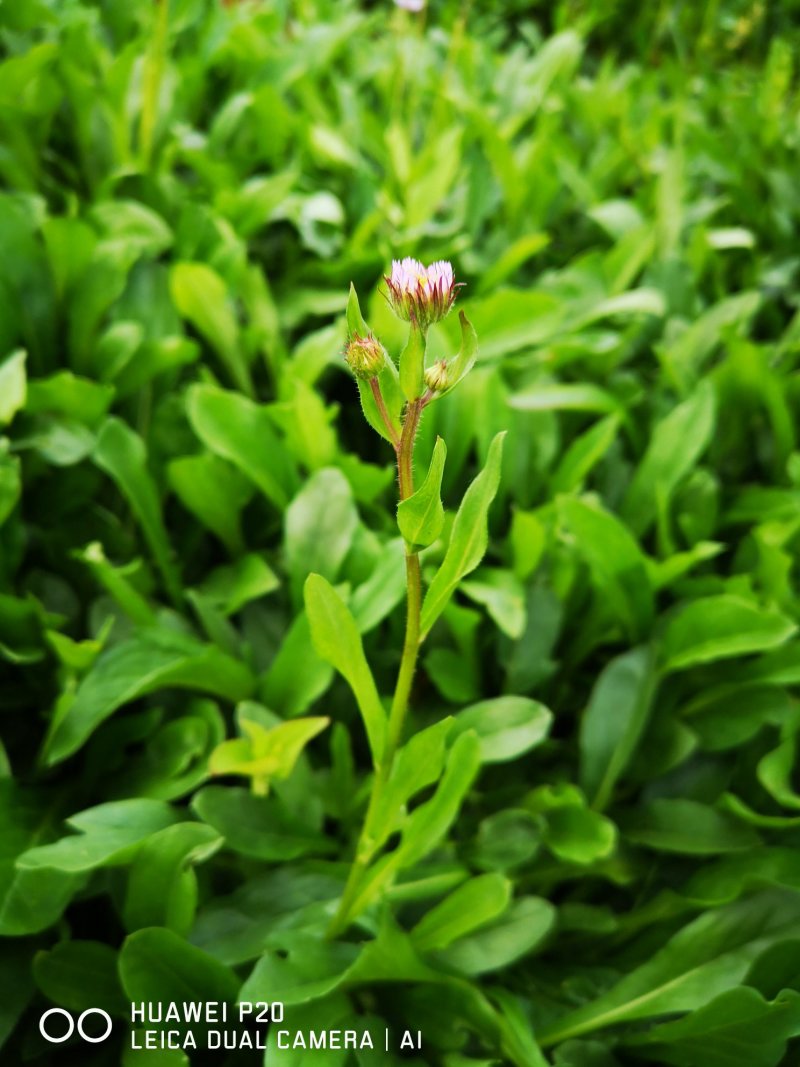 云南红河兴隆灯盏花药材批发