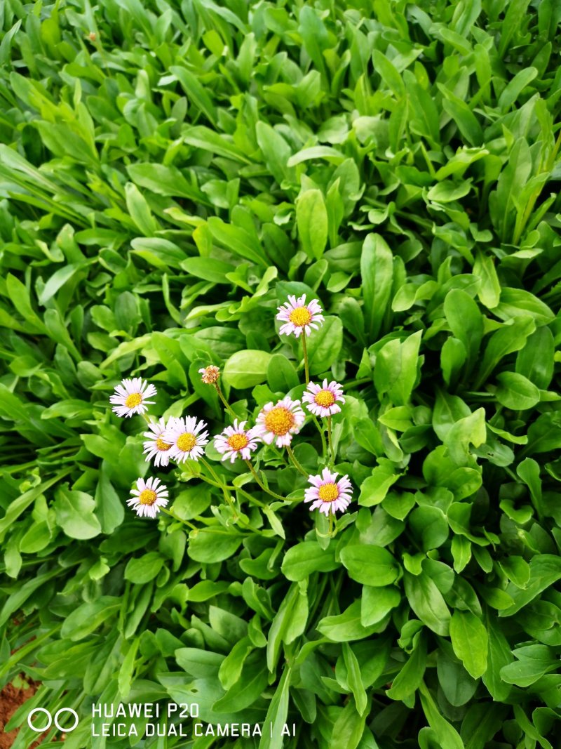 云南红河兴隆灯盏花药材批发