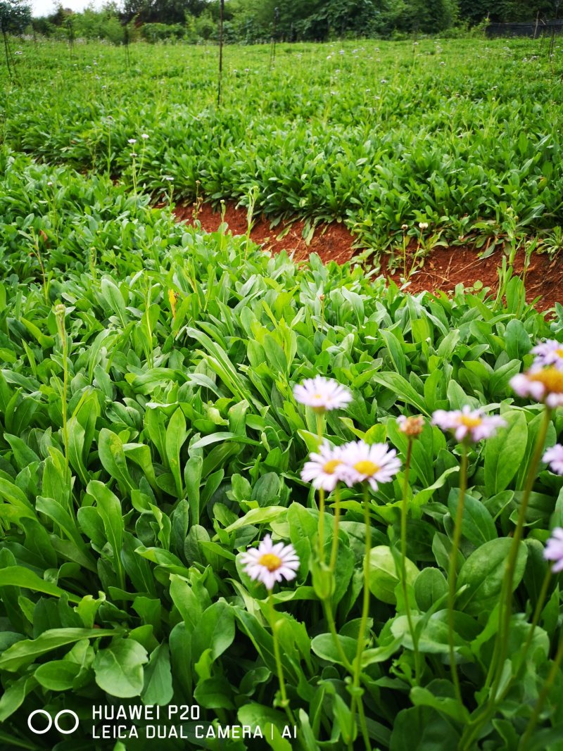 云南红河兴隆灯盏花药材批发